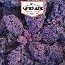 Chou Kale Roter Grunkohl 200 graines - La ferme Sainte Marthe 0,000000