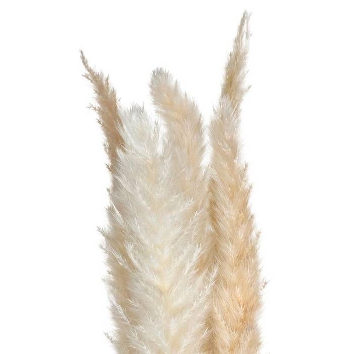 Atmosphera Set De 3 Fleurs Séchées Pampa Naturelle H110 Cm