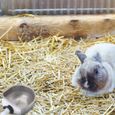 2 ensembles de bols à eau Buveur de lapin Accessoires de cage pour animaux de compagnie Rabbit abreuvoir accessoire pour repas-3