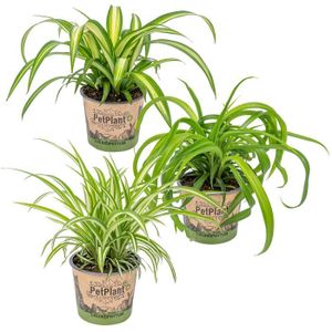 PLANTE POUSSÉE Lot de 3x Grass Lily Mix - Plantes d'intérieur - P