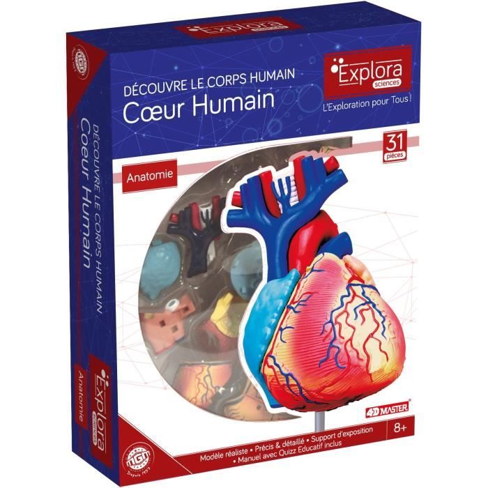 MGM - Explora - Anatomie du coeur - Expérience anatomie