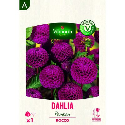 Zinnia double nain varié Lilliput - 1,5g