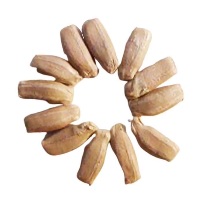 SEMENCE 50pcs sac de graines de chayote comestibles bonnes récoltes fraîches excellentes graines style-Chayote Seeds 1