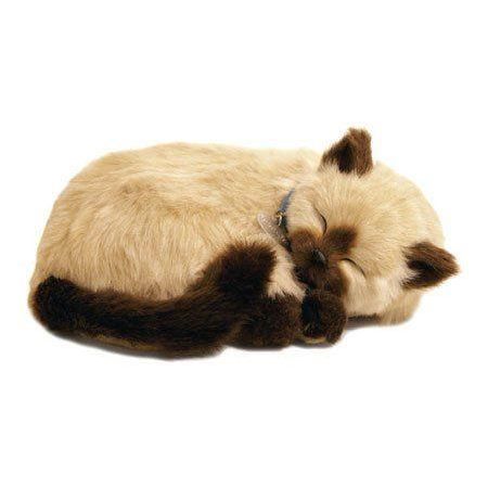 perfect petzzz chat