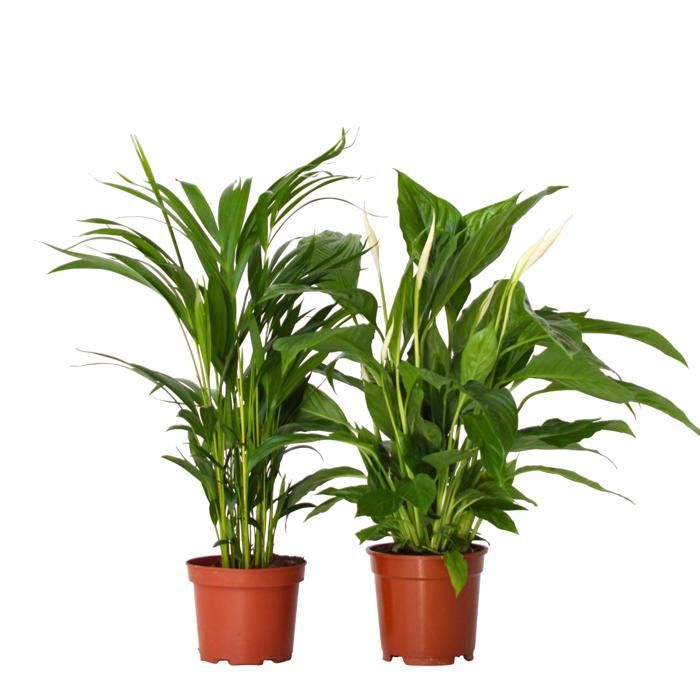 Mélange de plantes n°2 main image 1