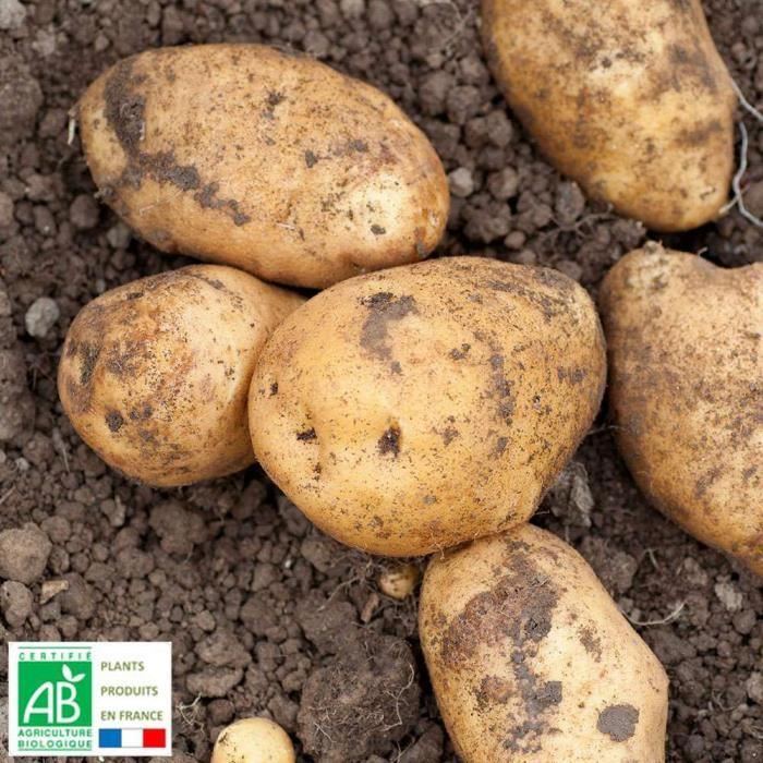 Plants De Pommes De Terre Bio Samba 3 Kg Achat Vente Bulbe Plants De Pommes De Terre B Cdiscount