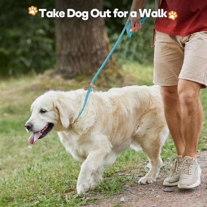 Laisse Lasso Pour Chien 1.7m - Anti-Traction - Nylon Résistant - Poignée Confortable - Pour Chiens Petits Et Moyens - 10