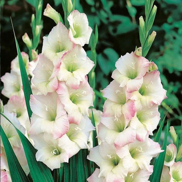Bulbes De Fleurs Amaryllis Picotee Bulbe, 1 Pièce Grand Format 26/30, Exclusif Bulbe Jacinthe