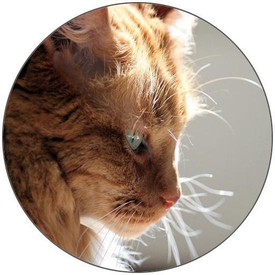 Dessous De Verre Rond Mignon Chaton De Profil 3 Achat Vente Sous Verre Bouteille Cdiscount