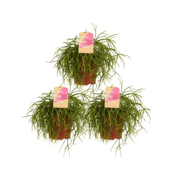 Rhipsalis - Plante succulente - 3 plantes - plante d'intérieur- hauteur 20 cm - Pot 12 cm - Entretien facile