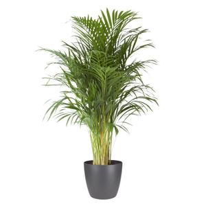 PLANTE POUSSÉE Plante d'intérieur – Palmiste multipliant en pot de fleur anthracite comme un ensemble – Hauteur: 110 cm X5FE