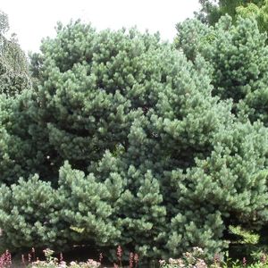 ARBRE - BUISSON PLANTE POUSSEE- Pin sylvestre sylvestris Watereri-Pot de 3L - 40/60 cm-BELLEVUE DISTRIBUTION