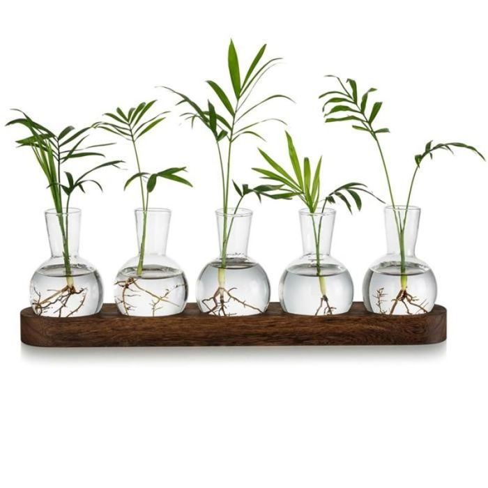 Station de Propagation de Terrarium VéGéTal Vase à Bulbes en Verre avec Plateau en Bois Vases à Bourgeons Modernes pour Salon et