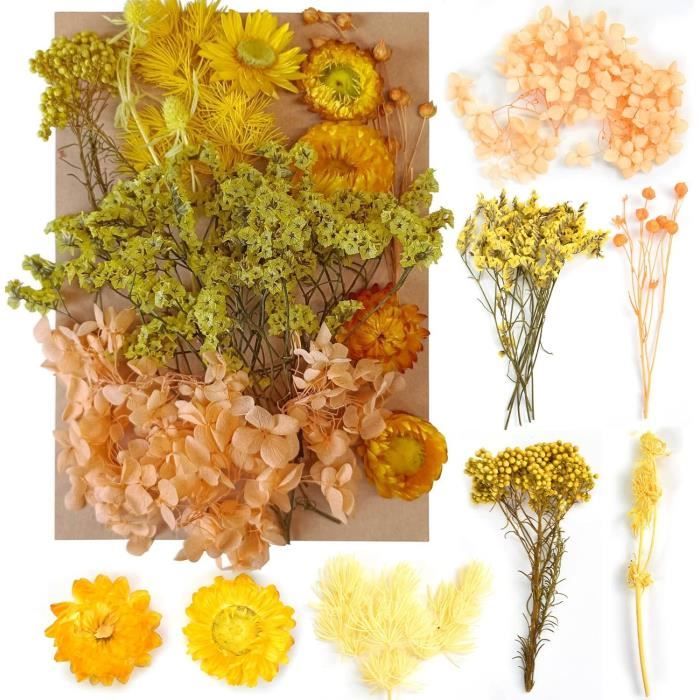 84 Pcs Feuilles Séchées Pressées Plante Herbier Feuilles Pétales Mixtes Réel Feuilles Sèches