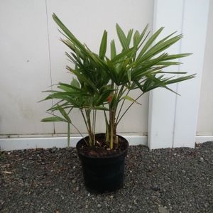 ARBRE - BUISSON Trachycarpus fortunei - Chamaerops excelsa - 40-60