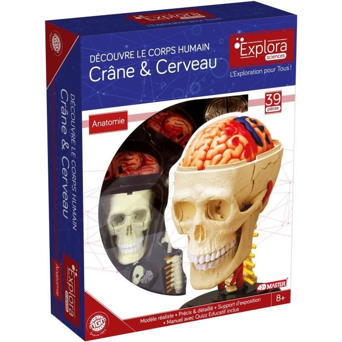 Anatomie crâne et cerveau - Expérience anatomie - Explora science - MGM