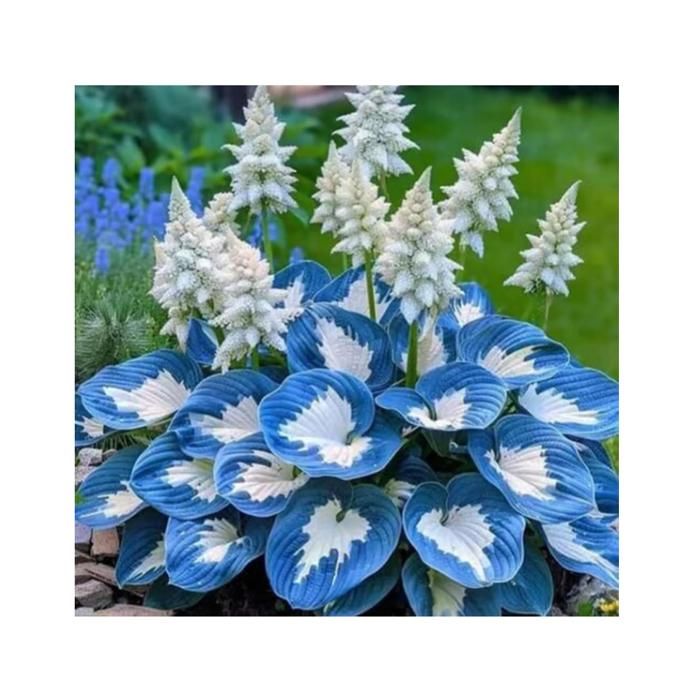 Plantes Exterieur 400 Graines De Jonquilles Multicolores - Fleurs à Semer Jardin Ou Pot - Croissance Rapide Graines Fleurs Faciles