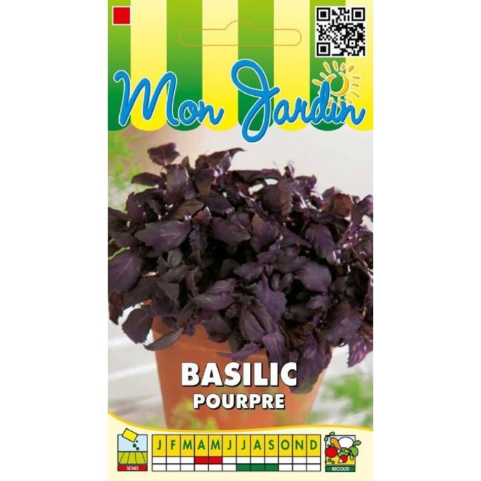 Graine - Semence - Basilic Pourpre
