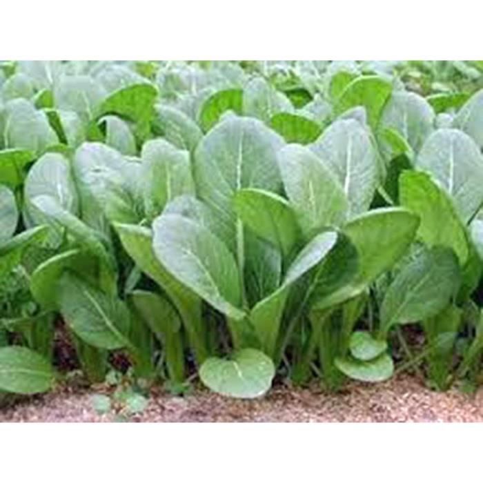 Graines De Citrouille Géante Mammouth Gold – Bio, Héritage, Non OGM – 25+ Graines – Pour Potager