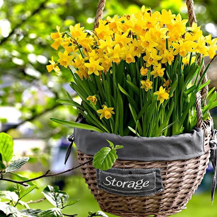 30x Narcissus TÊTEÀTÊTE | Bulbes de Narcisse | Bulbes à floraison précoce |  Plantes fleuries vivaces | Ø 1011cm 161 - Cdiscount Jardin