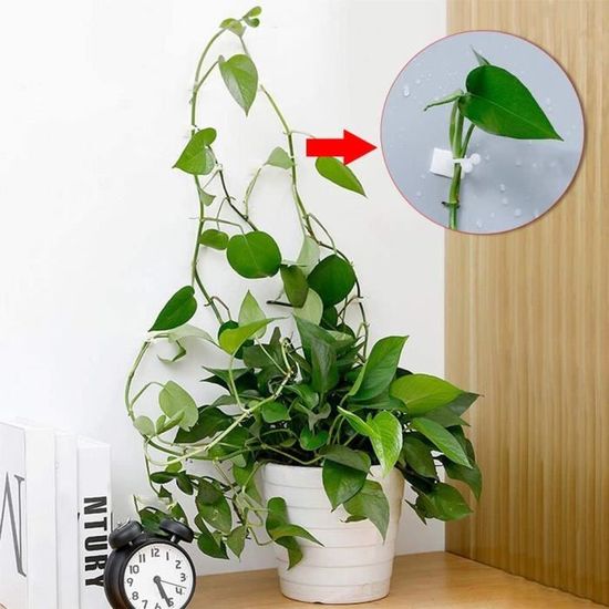 Feuilles invisibles réalistes Support de fixation autocollant Ironhorse Lot de 100 clips muraux pour plantes grimpantes Jardinage des tomates Utilisés pour les tiges de fleurs et les vignes