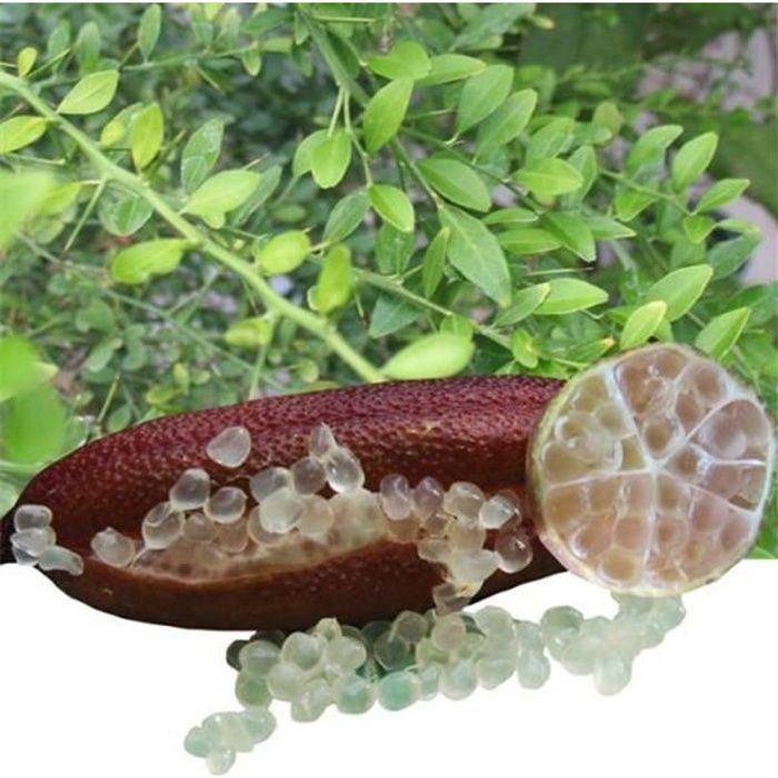 Citronnier Caviar