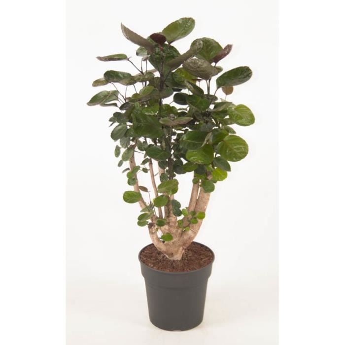 Plante d'intérieur – L'Aralie – Hauteur: 80 cm plante naturelle