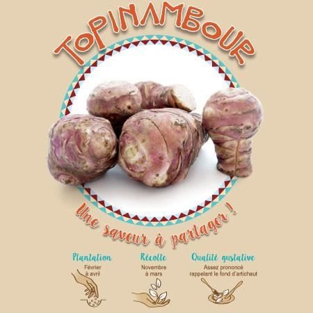 Topinambour - Plante comestible - Rendement 2 à 4 kg - Origine Canada