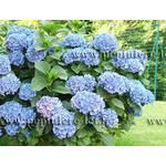 Flora And Fauna Plants And Critters Hortensia Hydrangea