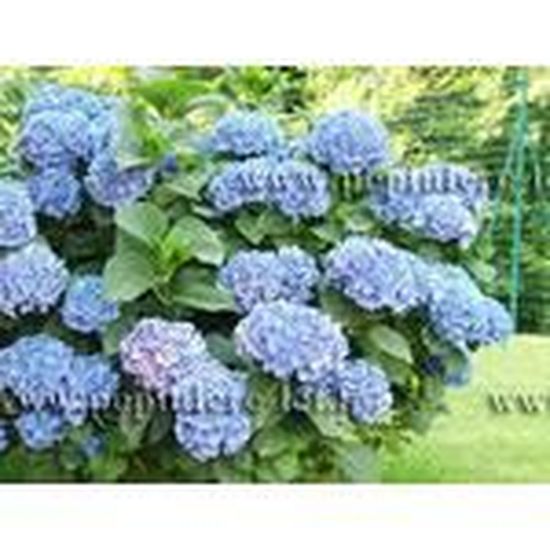 Hortensia Blanc Hydrangea Arborescens Annabelle Achat Vente