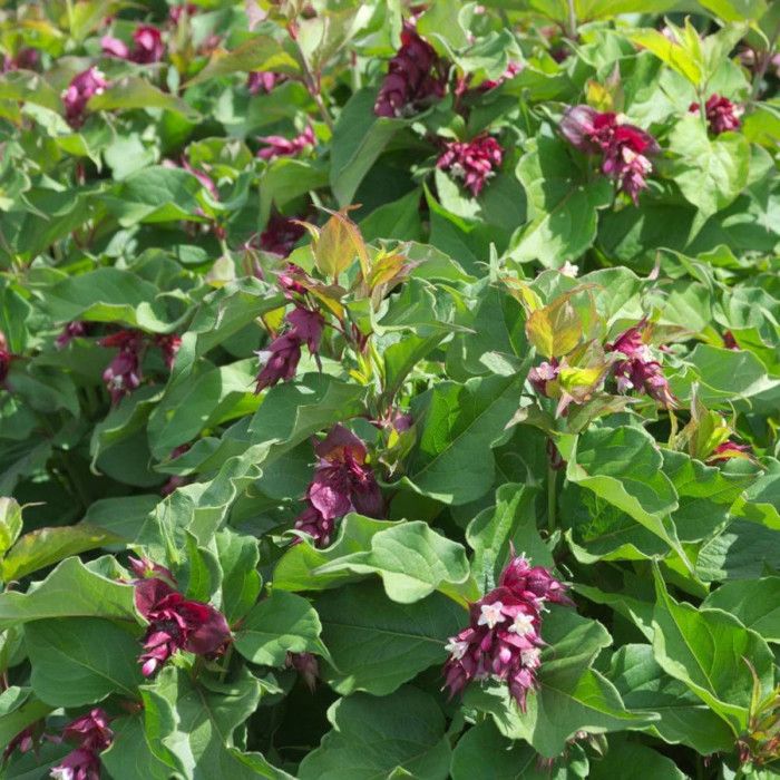 Arbre aux faisans Leycesteria