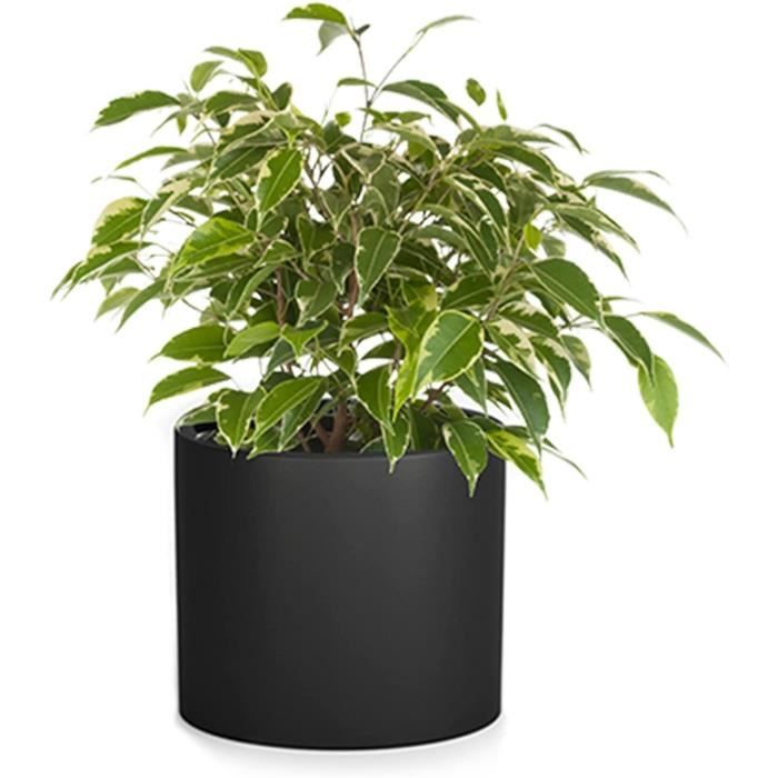 Fox Fern Pot De Fleur Interieur Et Exterieur Jardinieres