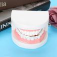ESTINK modèle de dents dentaires Modèle de prothèse dentaire 28 pièces modèle de dents adultes standard outil d'enseignement-0