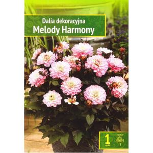 BULBE Agronom | Dahlias Nains Melody Harmony | Bulbes À Fleurs Vivaces | Fleurs Roses | Sont Cultivés Dans Des Jardins De Fleurs, D[J1013]