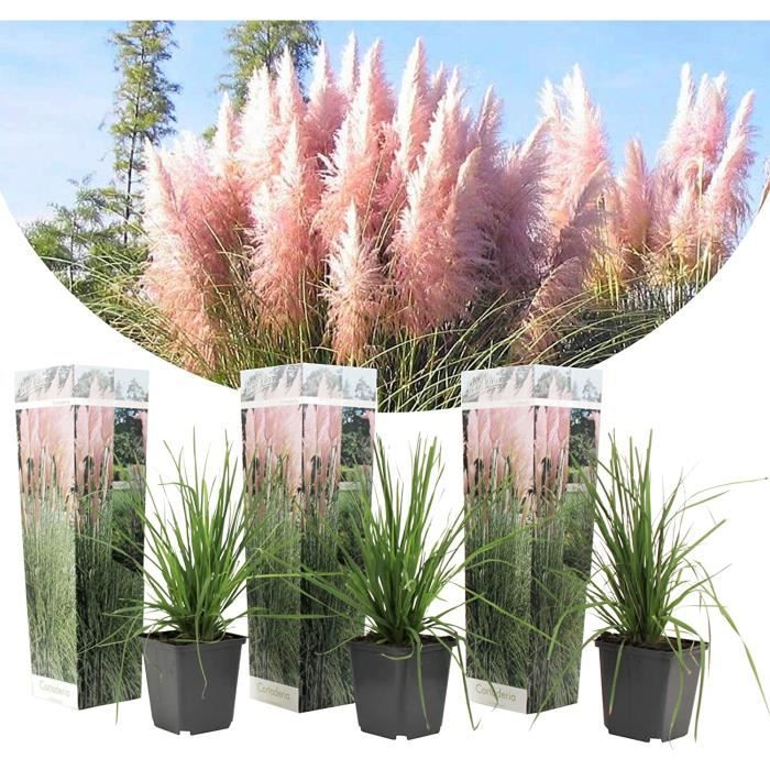 Cortaderia selloana Set de 3 Pampa plante Rose Herbe de la pampa — free download