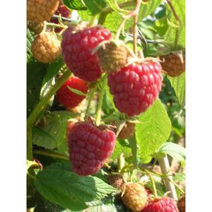 ARBRE - BUISSON Framboisier - FRAMBOISIER Scepter - C 3 L - Fruits rouges, remontant - Soleil - Mi-ombre