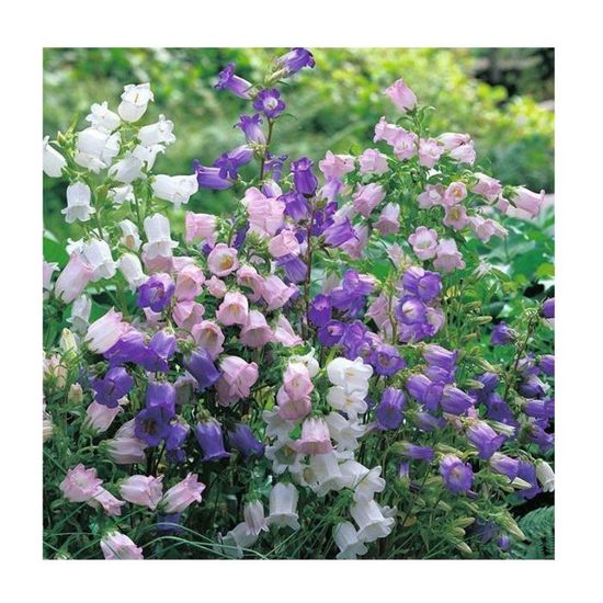 200 pcs Graines de muguet, fleurs parfumées résistantes au froid — free download