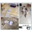 TD® Jouet pour chat chien lumière infrarouge rotation animaux de compagnie interactif résistant solide éclairage jeu interactif-3