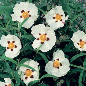 1 PIANTA DI CISTUS LEDON VASO 17CM CISTO