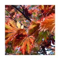 Plante - BELLEVUE DISTRIBUTION - Érable du Japon Aconitifolium - Pot de 4L - 40/60 cm - Feuillage orange/rouge