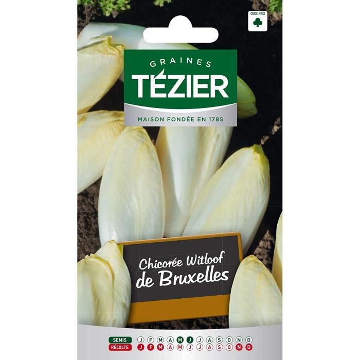 Sachet Graines - Tezier - Chicorée Witloof (endive) Platine HF1 (remplace Witloof race Evère) - Sachet légume petit modèle - (Mois