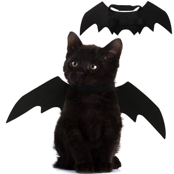 Déguisement de chat dHalloween avec ailes de chauve-souris pour chats chiens et animaux de compagnie - Taille S