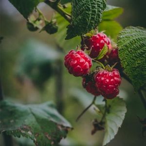 PLANTE POUSSÉE Plant Framboisier Zeva Pot de 2L