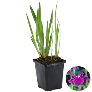 BASSIN D'EXTÉRIEUR Iris 'Kaempferi' - Iris japonais - Plante de bassi