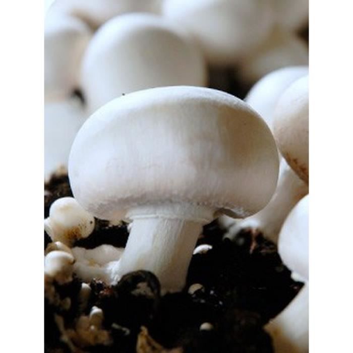 MYCELIUM(semence) DE CHAMPIGNONS DE PARIS BLANC