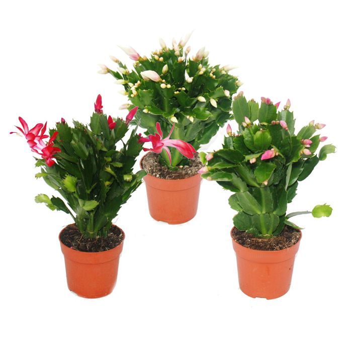 calathea pictura Calathea picturata Crimson Plants - Quality Houseplants | Hortology