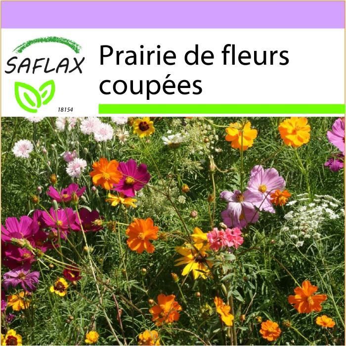 Prairie de fleurs graines Prairie de fleurs graines