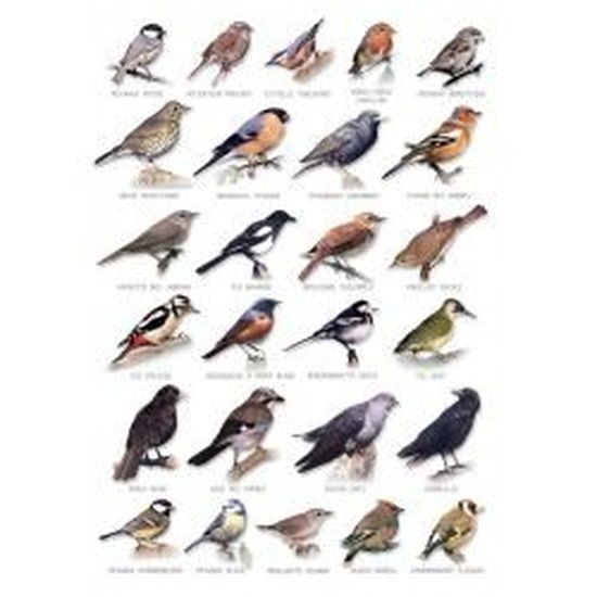 Carte Postale Oiseaux Cdiscount Beaux Arts Et Loisirs Creatifs