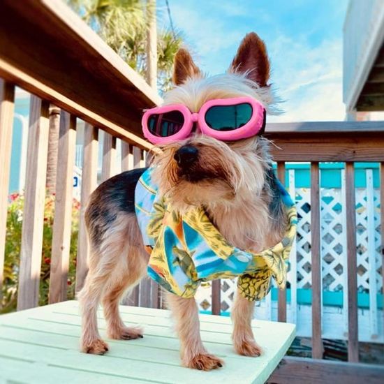 Lunettes de soleil anti-UV pour chats et chiens, accessoires pour anim –  Petmonde