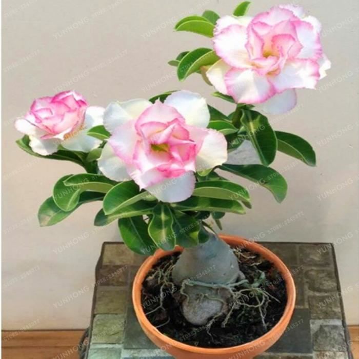 parfait pour bonsai!!! Adenium Obesum Desert Rose Choix
